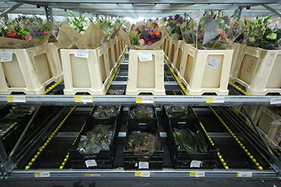 E-Flora E-Flora